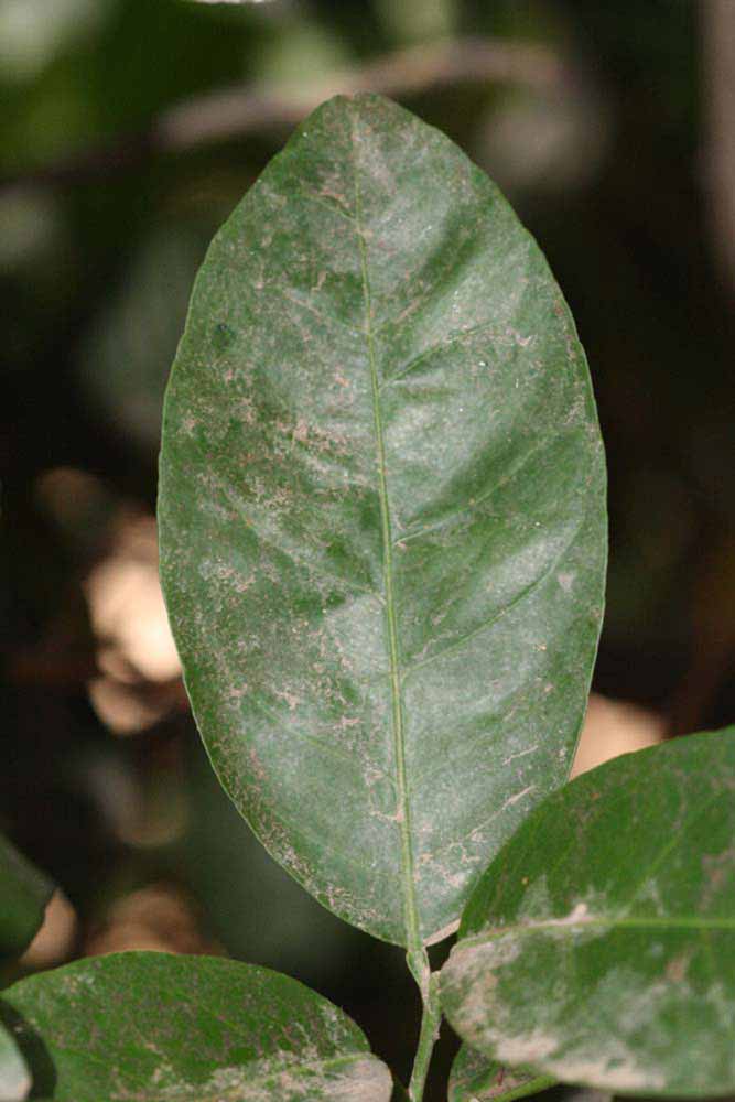              Unifoliolate leaf (Riverside, CA)       